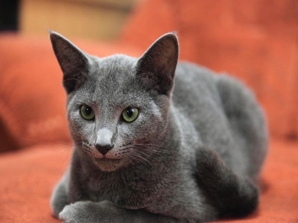 общие характеристики кошек породы Русская голубая