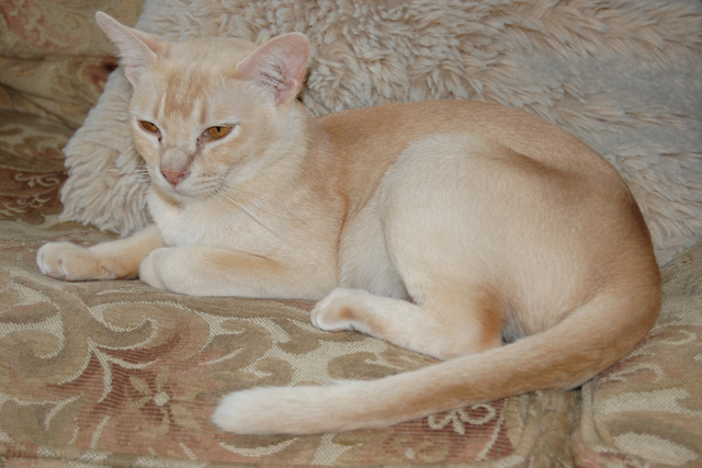 Красная бурманская кошка