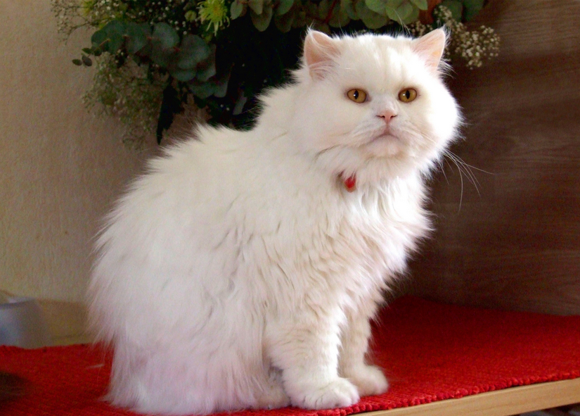 Британский белый длинношерстный кот