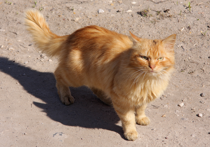 Британская длинношерстная кошка рыжая