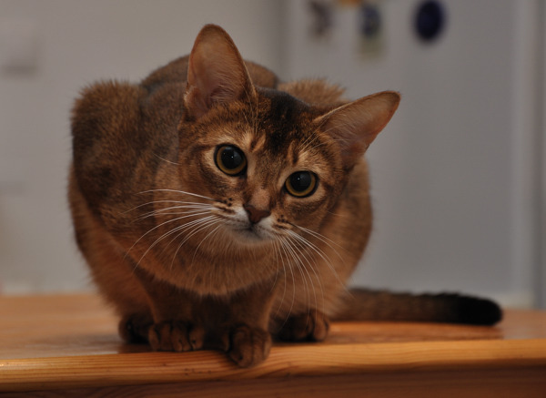 абиссинская кошка крупным планом