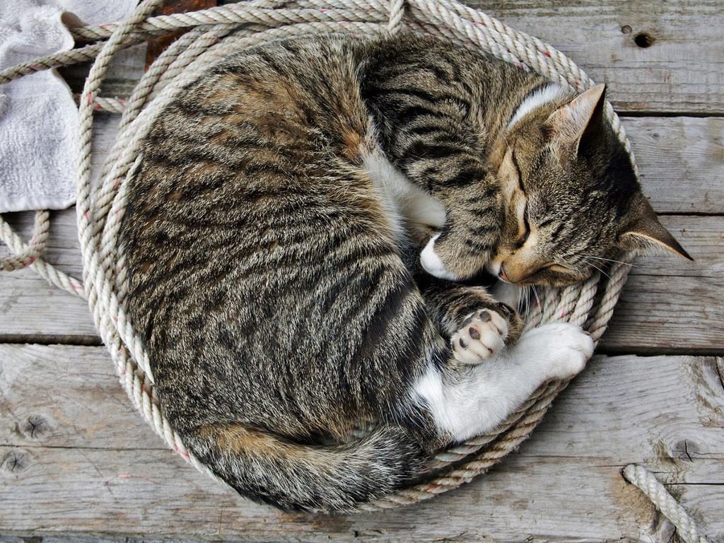 сон кошки, как спят кошки, кошачий сон