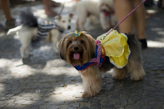 Карнавал для собак в рио фото 8