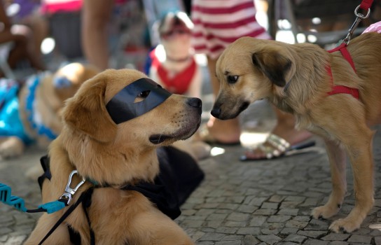 Карнавал для собак в рио фото 2