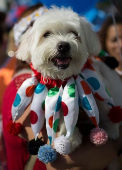 Карнавал для собак в рио фото5 
