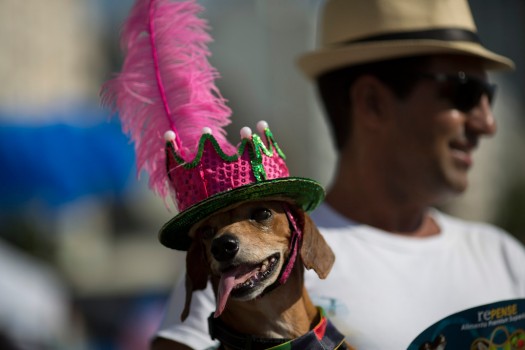 Карнавал для собак в рио фото 9