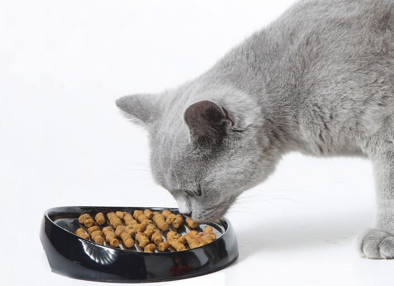 правильное питание домашних кошек