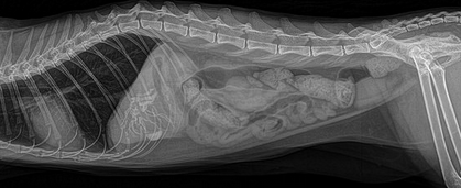 рентген при кишечной непроходимости у кошек