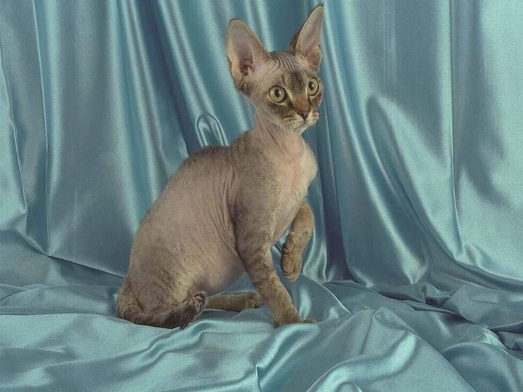 история возникновения кошек породы немецкий рекс