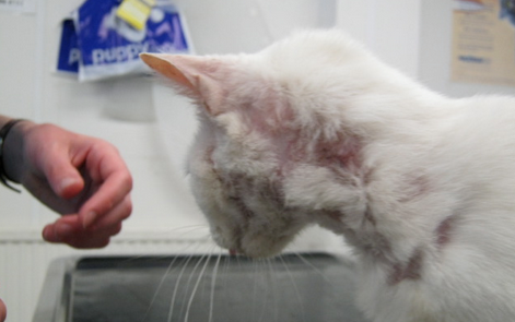 Лечение кошки с дерматитом