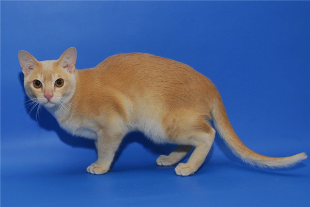 Бурманская кошка кремового окраса
