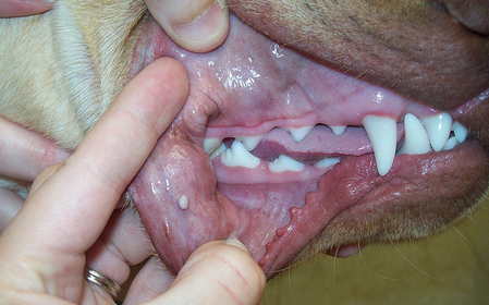 Папилломы у собак: фото, лечение, причины и виды