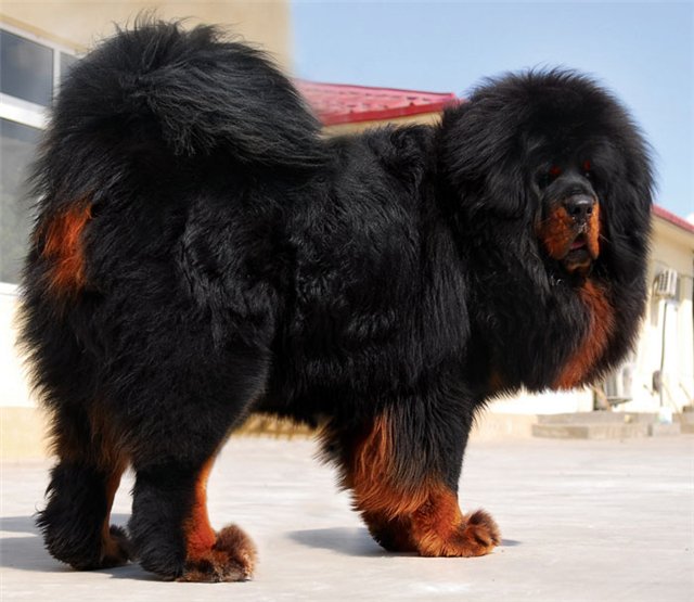 Порода собак тибетский мастиф