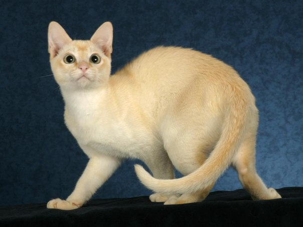 кошка тонкинской породы