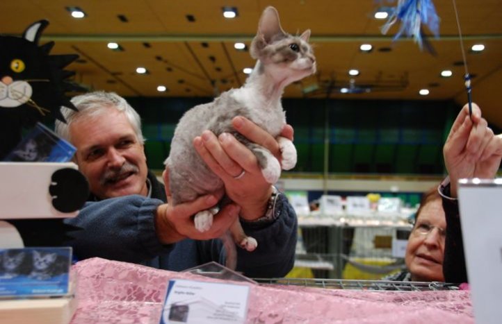 выставка кошек в Швейцарии - судейство