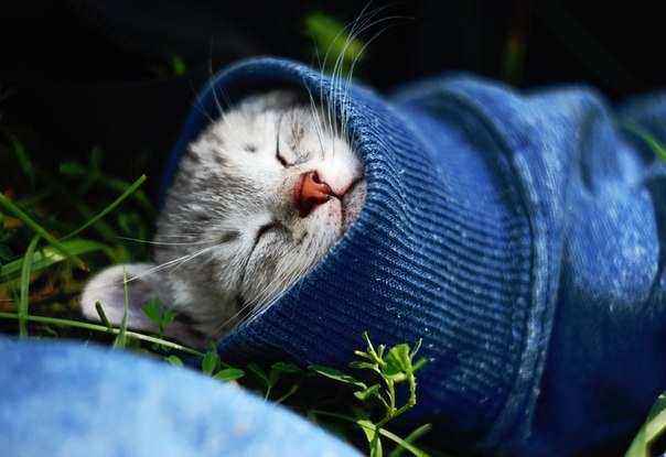 как лечить насморк у кошки