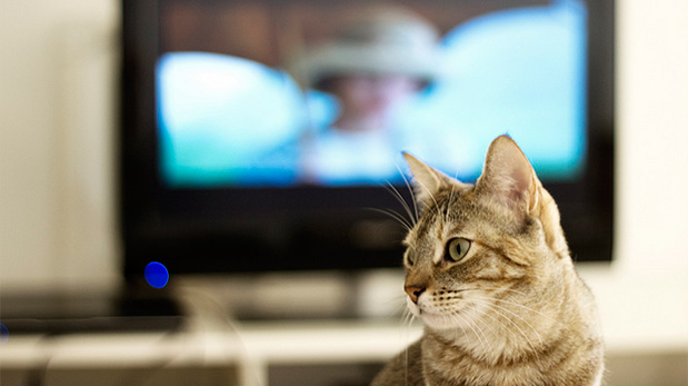Что видят кошки в телевизоре