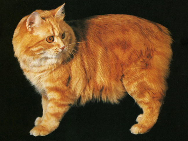 внешность котов породы Кимрик