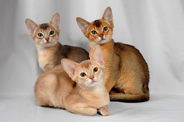 3 котенка абиссинской породы