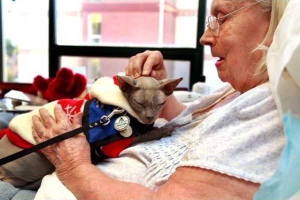 Кошки лечат людей: как кошки лечат своих хозяев, правда это или вымысел