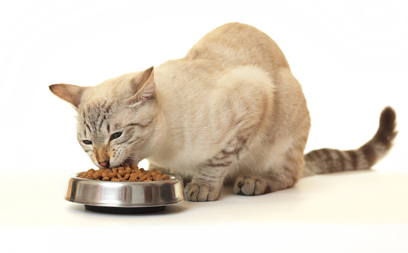 Картинки по запросу Польза сухого корма для кошек