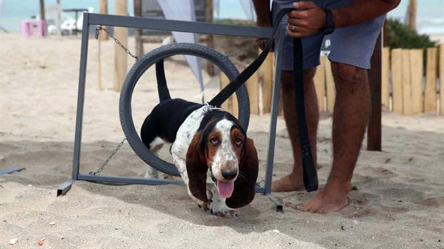 бассет на пляже для собак