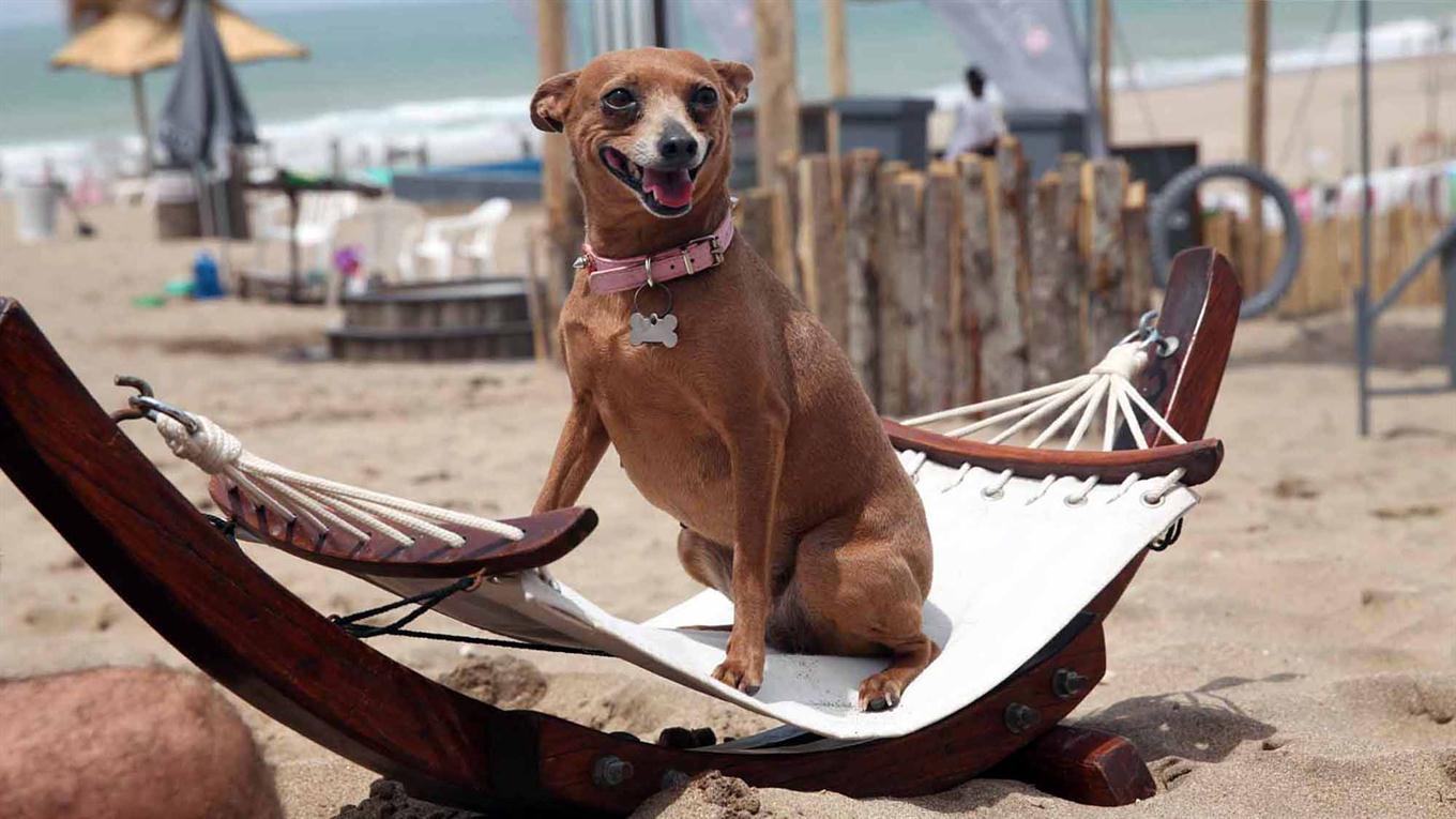 пляж для собак