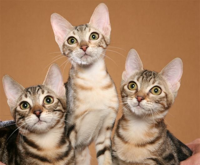 характер кошек породы Сококе