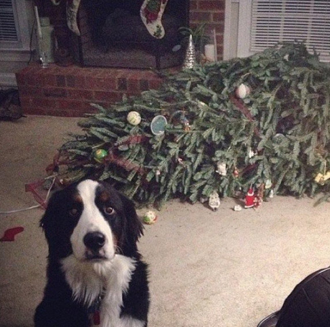 собака уронила елку