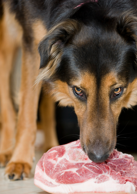 собака ест мясо