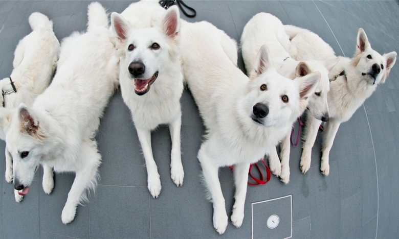участники выставки собак