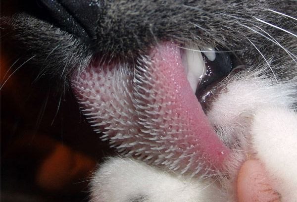 кошачий язык