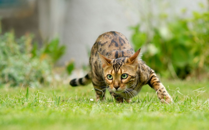 бенгальская кошка на охоте