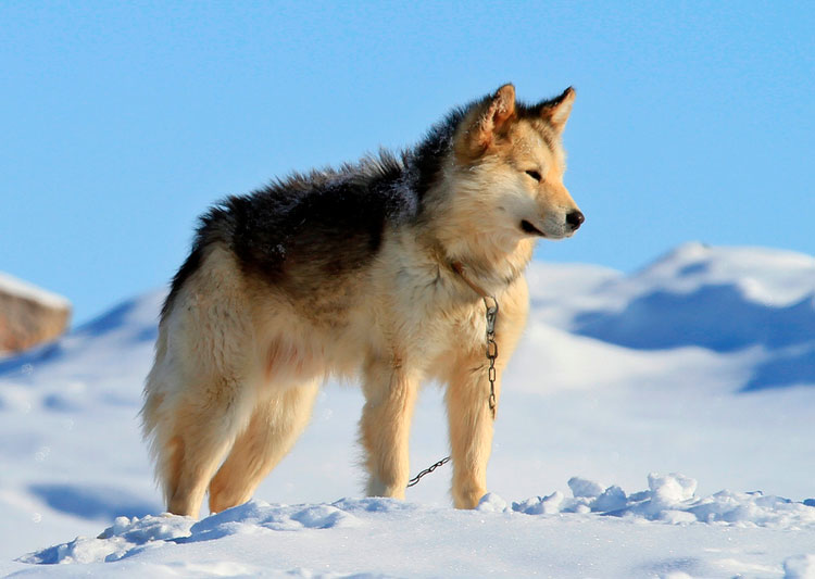 гренландская собака порода