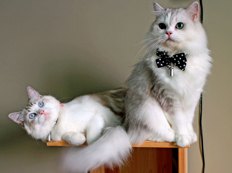кошка и кот рагамаффины