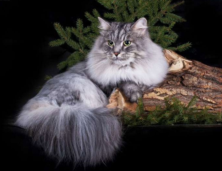 Сибирска котка (сибирска котка)