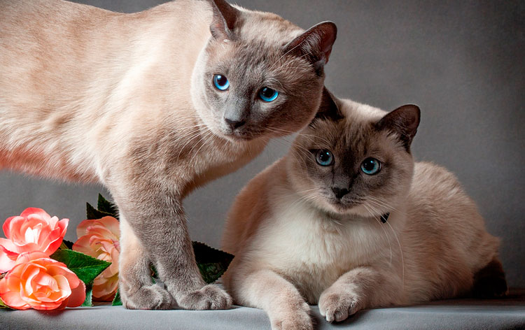 тайский кот и кошка