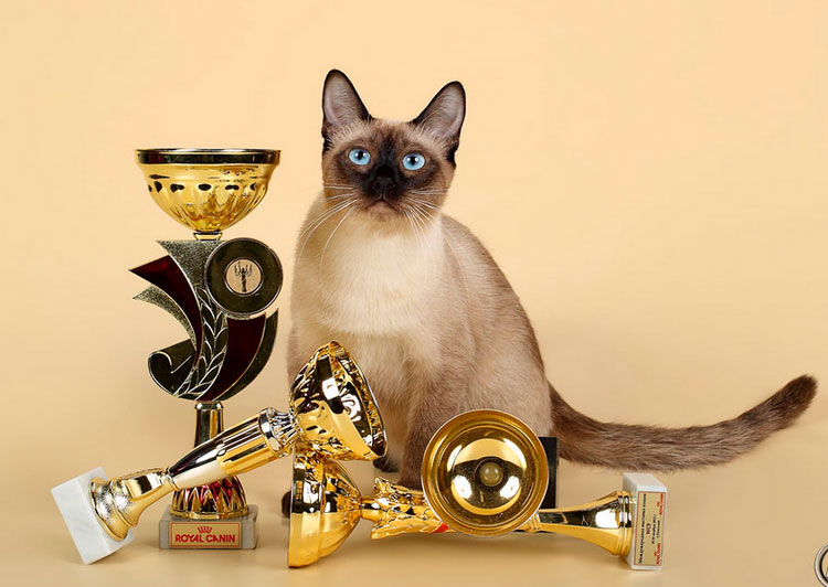 тайский кот чемпион