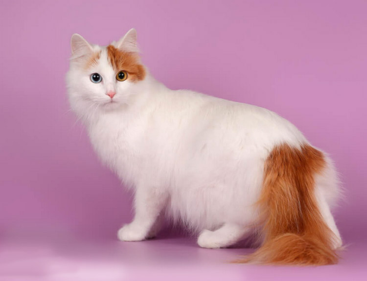 кошка породы Турецкий ван