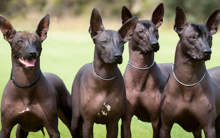 четыре Мексиканских собаки