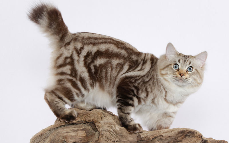 Американский бобтейл – описание пород котов