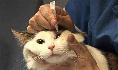 Чем лечить глаза у кошки когда они слезятся и гноятся thumbnail