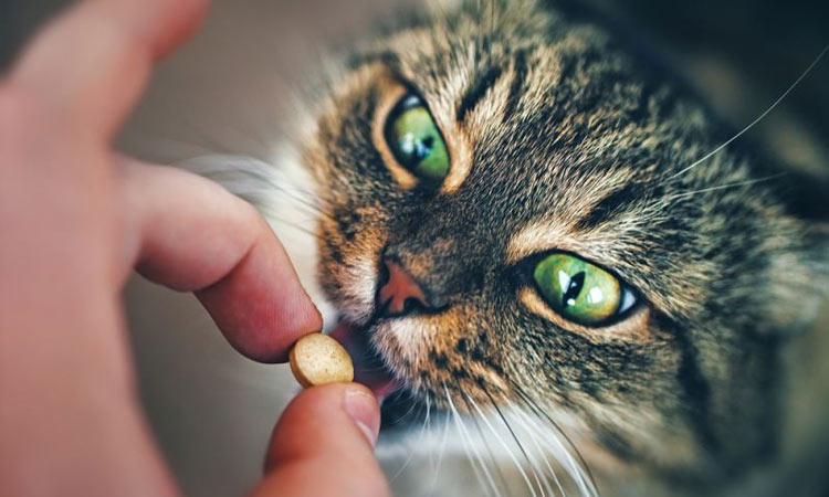 Лечение гельминтозов у котов и кошек
