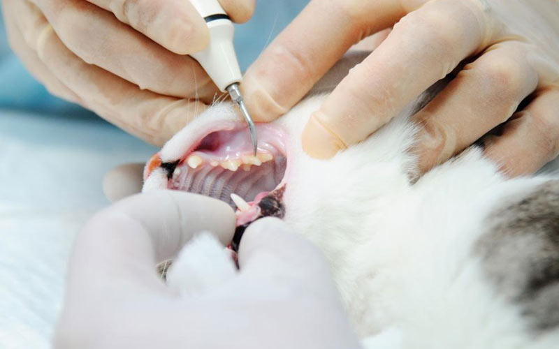 Ультразвуковая чистка зубов котам особенности и противопоказания процедуры