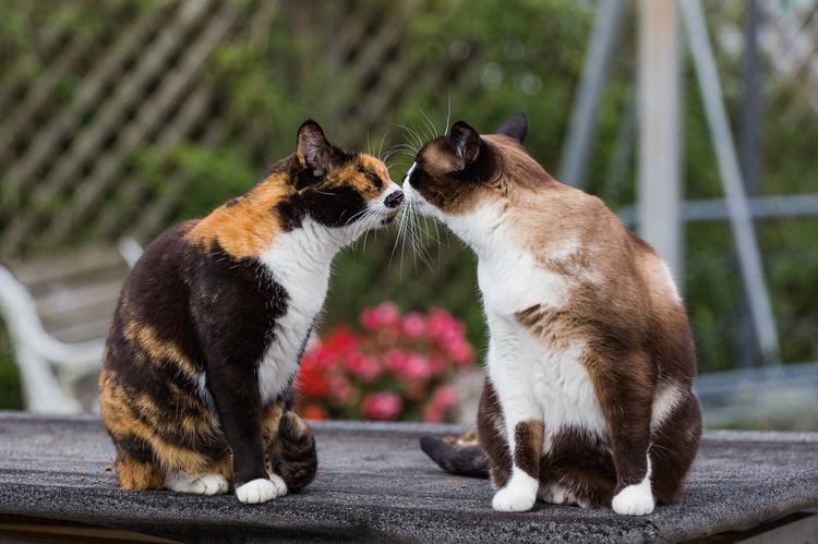 Две кошки обнюхивают друг друга