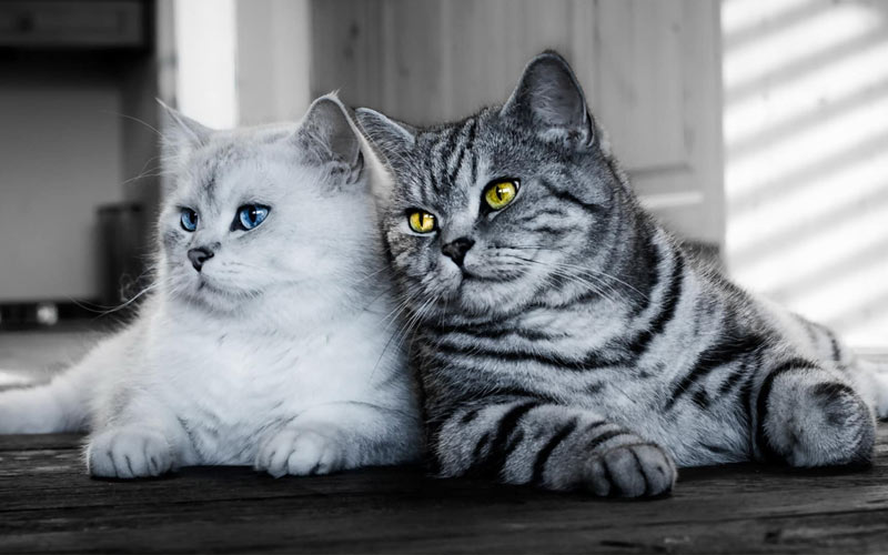 Как подружить двух взрослых кошек?