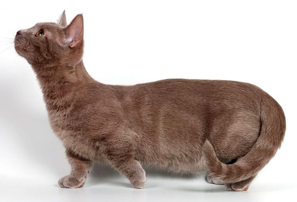 Манчкин - кошки с короткими лапками
