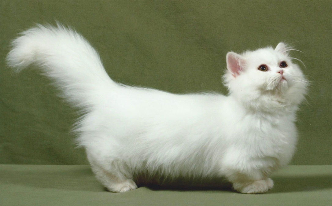 Генетика кошек породы Манчкин 