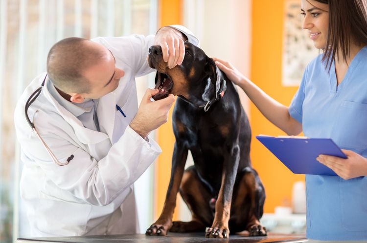 Ветеринар осматривает пасть собаки