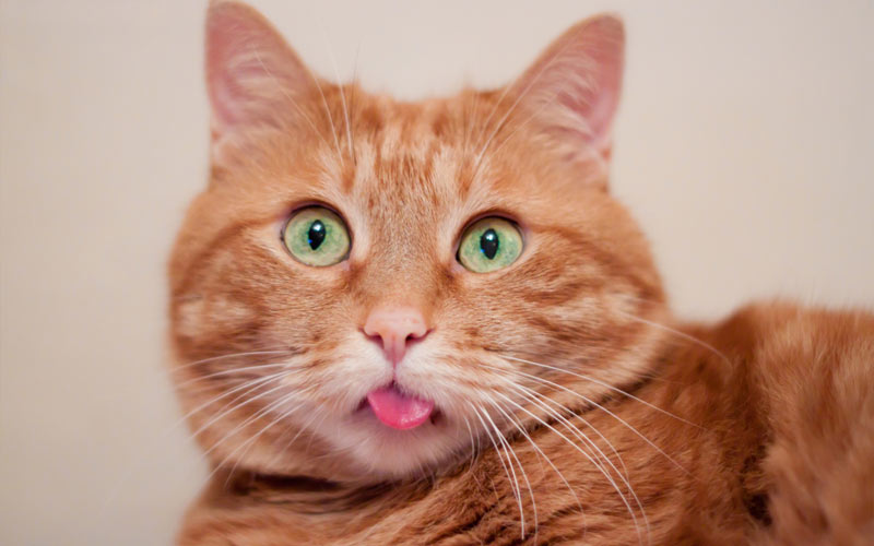 Почему кот высовывает язык